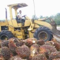 Pakistan Hambat Ekspor CPO RI